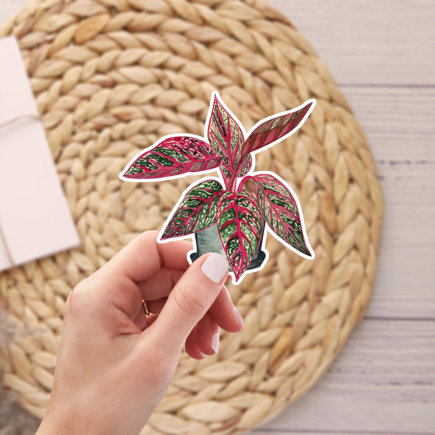 Pink Aglaonema Plant Stickers — Tropical Houseplant Laptop Decal