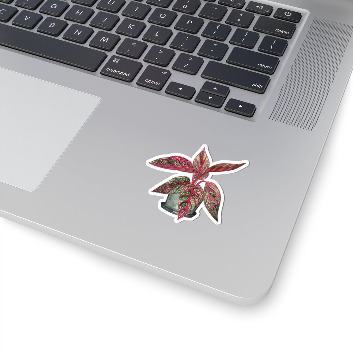 Pink Aglaonema Plant Stickers — Tropical Houseplant Laptop Decal